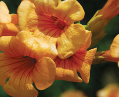 Summer Jazz™ Sunrise Gold Campsis ~ Campsis x tagliabuana 'Takarazuka Yellow' G2
