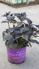 Eclipse® Bigleaf Hydrangea ~ Hydrangea macrophylla 'Bailmacseven' G3