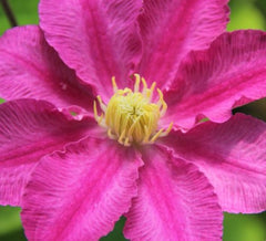 Abilene™ Clematis ~ Clematis x 'Evipo027A' 19CM