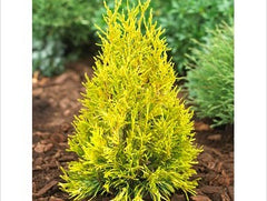Forever Goldy Arborvitae ~ Thuja plicata '4EVER' G3