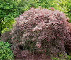 Garnet Japanese Maple ~ Acer palmatum 'Garnet'  G3 15"