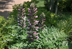 Bear's Breeches ~ Acanthus Spinosus  G1/19cm