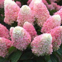 WorryFree® Love-a-Lot™ Pink Panicle Hydrangea ~ Hydrangea paniculata ‘Bokropiav’ G3