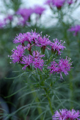 Iron Butterfly Ironweed ~ Vernonia lettermannii 'Iron Butterfly' G2