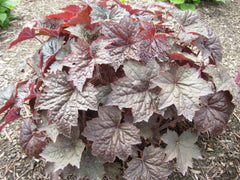 Palace Purple Coral Bells ~ Heuchera micrantha 'Palace Purple' 19CM