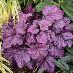 Primo® 'Wild Rose' Coral Bells ~ Heuchera x 'Wild Rose' G1