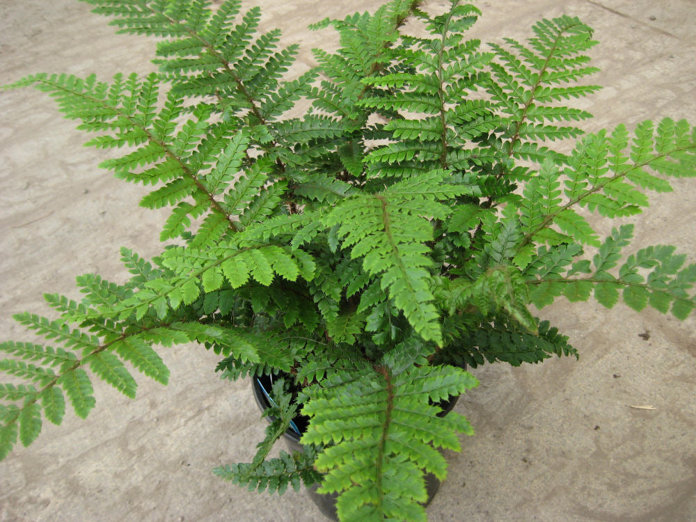 Tassel Fern ~ Polystichum polyblepharum 19CM