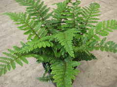 Tassel Fern ~ Polystichum polyblepharum 19CM